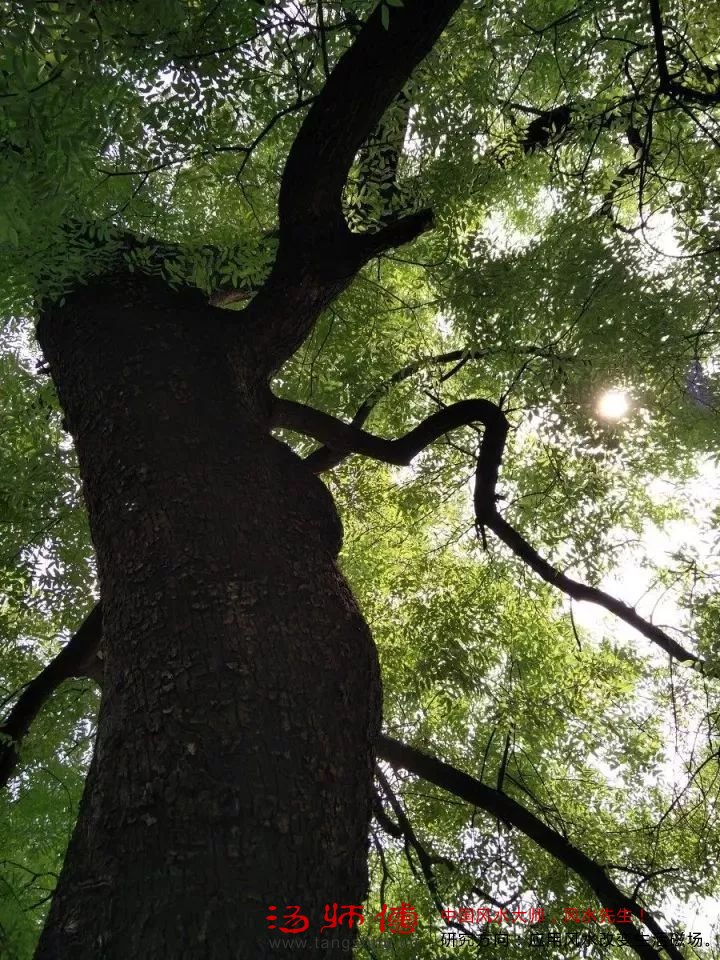 前不栽桑，后不栽柳，植物风水知多少？(图7)