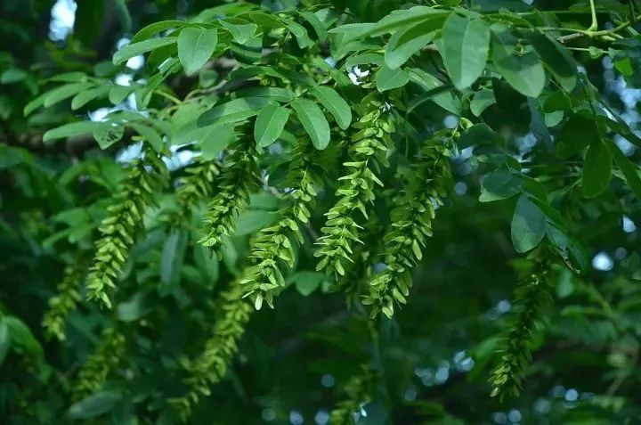 前不栽桑，后不栽柳，植物风水知多少？(图2)